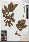 Foto von Salix appendiculata Vill. x Salix caprea L.